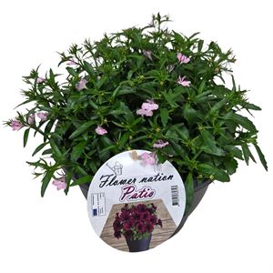 Afbeelding van Lobelia TP26 Blue